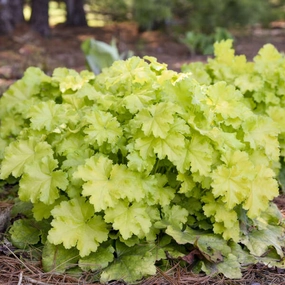 Heuchera 'Lemon Supreme' (Coral Bells)
