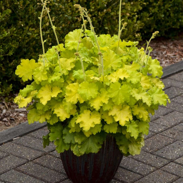 Heuchera 'Lemon Supreme' (Coral Bells)
