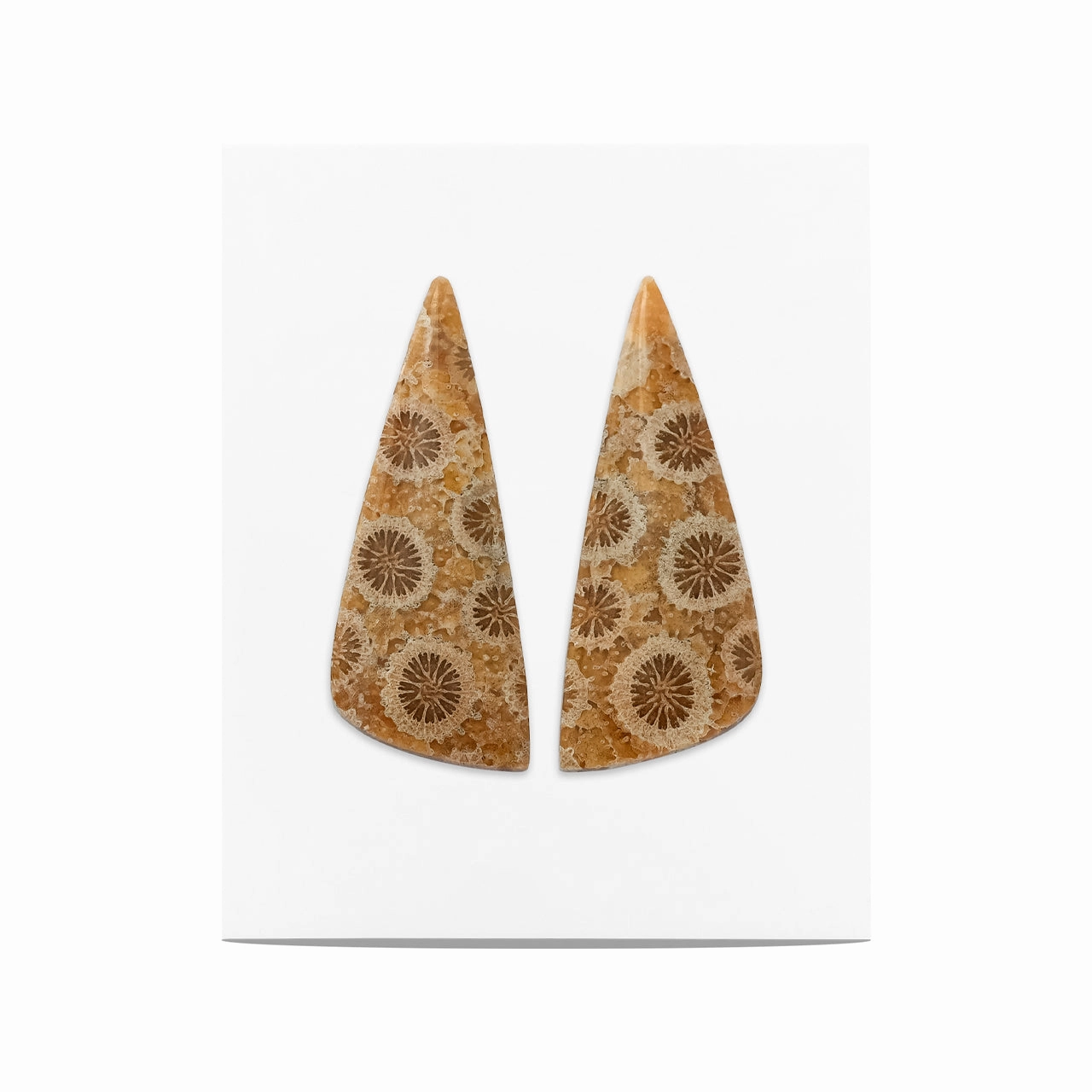 Starborn Fossil Coral Freeform Cabochon 30x12 mm - 1 Pair
